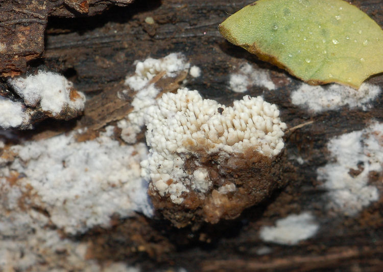 Hyphodontia?